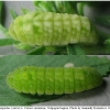 celas argiolus larva4 volg3